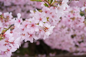 桜