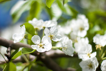 pear blossom in spring