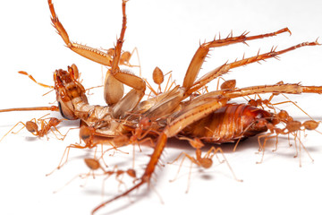 red ants swarming in dead cockroaches on the white background, red ants eat dead cockroach,team work illustration