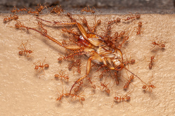 red ants swarming in dead cockroaches on the white background, red ants eat dead cockroach,team work illustration..