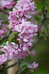 pink lilac flowers