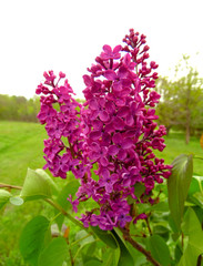 Obraz premium flowering bush of lilac against the backdrop of spring landscape