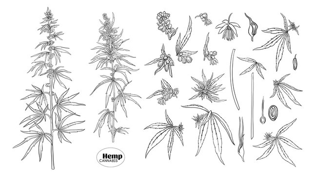 Hemp, cannabis plant. Set of elements for design. Color vector illustration. In botanical style, outline Isolated on white background..
