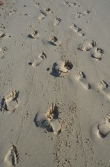 footsteps on the sand