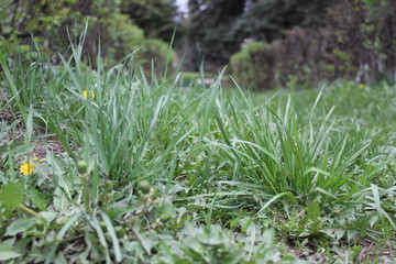 green grass close-up in the garden