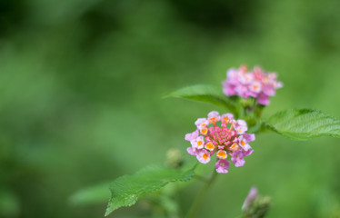 Nature Flower with green background