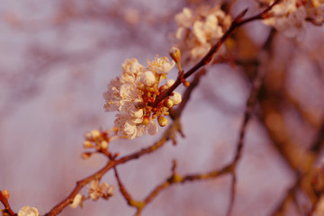 white spring flowers blossom