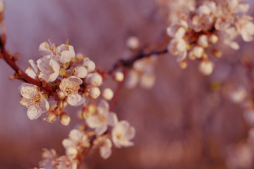 white spring flowers blossom