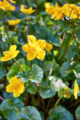 Close-up of yellow flowering marigold. With a blurred background.