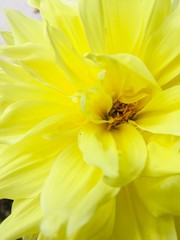 bee on yellow flower
