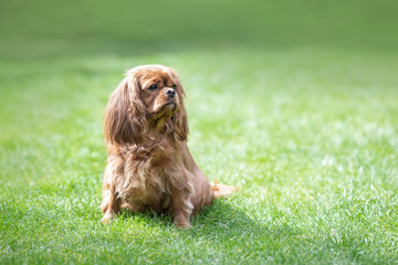 Happy cavalier spaniel in the grass