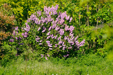 Blumen in einer grünen Umgebung