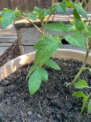 Eine kleine Pflane im Blumen Topf