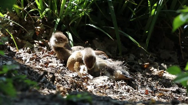 Zwei Nilgans K&uuml;ken bei der Gefiederpflege