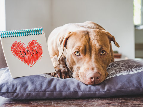 Adorable, charming puppy of chocolate color, notebook with a painted heart and the inscription DAD. Close-up, side view. Indoors. Congratulations for family, relatives, friends and colleagues