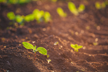 Small seedlings grow in the newly cultivated soil
