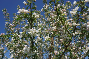 blooming apple tree on a background of blue sky