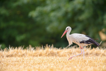 White Stork (Ciconia ciconia) searching for food on a stubble field near Frankfurt, Germany.