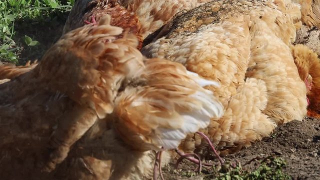 Healthy and happy free range hens or chickens washing themselves by shuffling and rubbing their feathers in a patch of dusty soil in the garden. Farm life. Bio food.