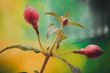 Beautiful flower in shades of red and purple fuchsia with leaves is isolated on nature background.