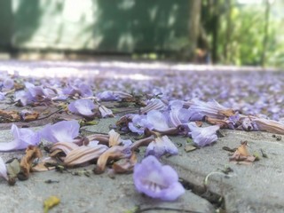 dry flowers in a garden
