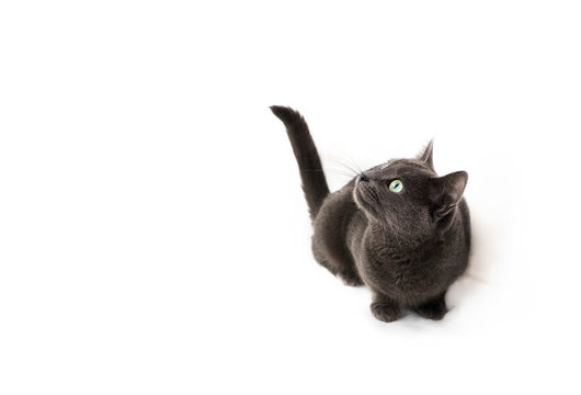 Cute gray shorthair cat sits on four paws on a white background. Surprised and curious expression of the muzzle. Copy space for text. Horizontal photo.