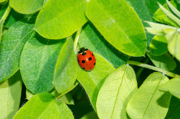 Ladybugs on the green leaf.