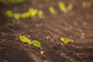 Small seedlings grow in the newly cultivated soil
