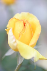 黄色いバラ