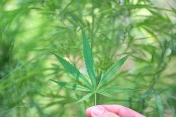 close up fresh green cannabis  leaves in hand