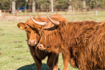 highland cow and bull on a cattle ranch standing together - close-up