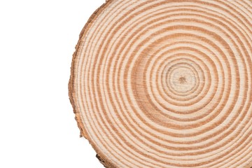 Wooden tree cut surface isolated on white - obrazy, fototapety, plakaty