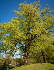 Fototapeta premium Large-leaved lime 'Tiglio di Favogna' at Favogna di Sotto, Magrè sulla Strada del Vino, Trentino-Alto Adige, Italy. tilia platyphyllos. Lime tree with green spring leaves