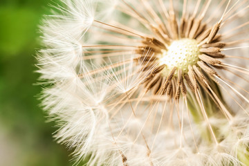 Beautiful dandelion outdoors, closeup view