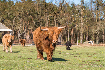 Highland cattle bull on a ranch - closeup 