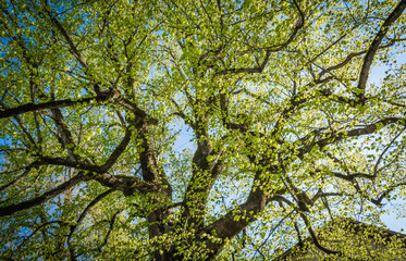 Large-leaved lime 'Tiglio di Favogna' at Favogna di Sotto, Magrè sulla Strada del Vino, Trentino-Alto Adige, Italy.  tilia platyphyllos. Lime tree with green spring leaves
