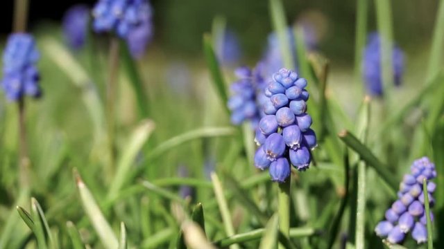 Bee collecting pollen from purple common grape hyacinth flower, Muscari botryoides