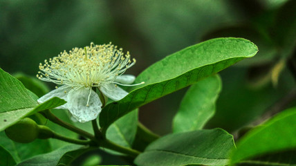 guava flower