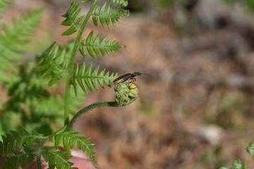 Adlerfarn, Pteridium aquilinum, Farnwedel entrollen sich im Frühling, mit Schnellkäfer, Elateridae
