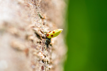 Junger Trieb einer Pflaume am Stamm.