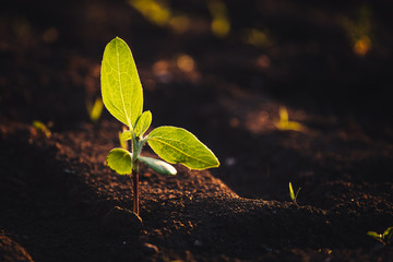 Small seedlings grow in the newly cultivated soil