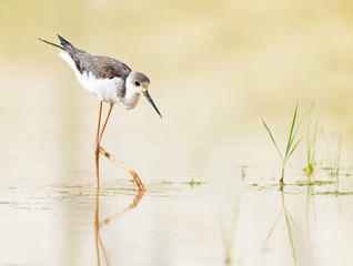 Black-winged stilt with light green background.