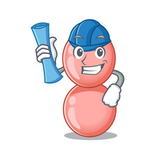 Cartoon character of neisseria gonorrhoeae brainy Architect with blue prints and blue helmet
