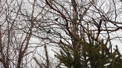 sparrows on branches