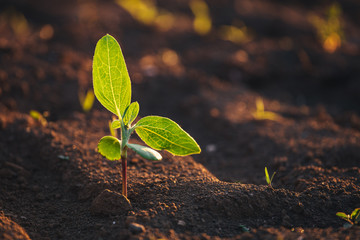 Small seedlings grow in the newly cultivated soil