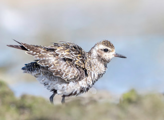 Pacific golden plover ruffles it's feathers down at the beach