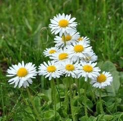 Fototapeta premium Gänseblümchen 