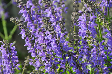 Obraz premium Among the wild herbs, blooms sage (Salvia pratensis)