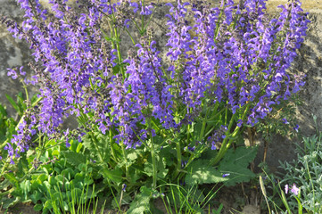 Among the wild herbs, blooms sage (Salvia pratensis)