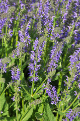 Among the wild herbs, blooms sage (Salvia pratensis)